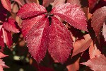 5dt36938 - Parthenocissus quinquefolia