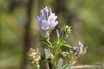 5dt37030 - Medicago sativa