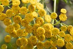 5dt37032 - Tanacetum vulgare