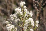 5dt37036 - Erigeron acris