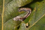 5dt37054 - Stigmella cf. ruficapitella