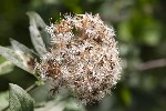 5dt37212 - Eupatorium cannabinum