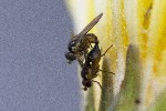 5dt37359 - Phytoliriomyza nigrifrons