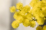 5dt37705 - Acacia dealbata