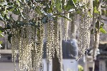 5dt37719 - Garrya elliptica