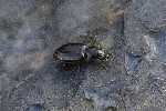 5dt37737 - Bembidion (Philochthus) sp.