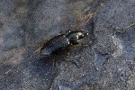 5dt37741 - Bembidion (Philochthus) sp.