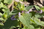 5dt37746 - Lamium purpureum