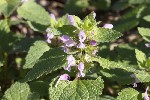 5dt37749 - Lamium purpureum