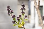 25/03/2024 - 5dt37881 - Cimetière de Montmartre (75018)