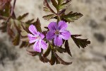 5dt37888 - Geranium purpureum