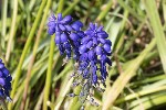 5dt37891 - Muscari neglectum