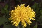 5dt37894 - Taraxacum campylodes