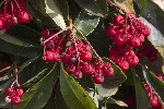 5dt37895 - Ardisia crenata