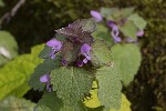 5dt37898 - Lamium purpureum