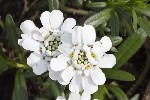 5dt37901 - Iberis sempervirens