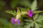 5dt37963 - Geranium purpureum