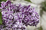 5dt37971 - Syringa vulgaris