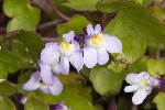 5dt37975 - Cymbalaria muralis