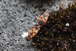 5dt37988 - Pyrrhocoris apterus