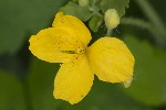 5dt37999 - Chelidonium majus