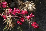 5dt38023 - Heuchera sanguinea