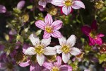 5dt38027 - Saxifraga rosacea