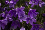 5dt38031 - Campanula portenschlagiana