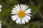 5dt38318 - Erigeron karvinskianus