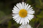 5dt38322 - Erigeron karvinskianus