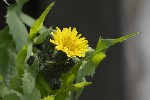 5dt38359 - Sonchus oleraceus