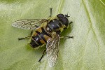 5dt38471 - Myathropa florea