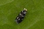 5dt38517 - Stainia sp.