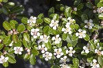 5dt38559 - Cotoneaster dammeri