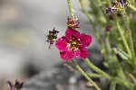 29/04/2024 - 5dt38567 - Cimetière de Montmartre (75018)