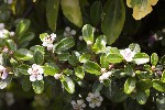 5dt38577 - Cotoneaster dammeri