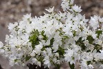 5dt38585 - Deutzia gracilis