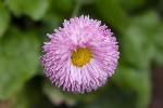 5dt38666 - Bellis perennis