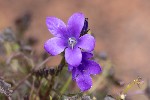 5dt38667 - Campanula portenschlagiana