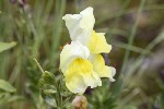 5dt38706 - Antirrhinum latifolium