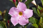 5dt38710 - Mandevilla laxa