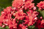 5dt38713 - Kalanchoe crenata