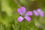 5dt38750 - Geranium rotundifolium