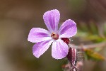 5dt38752 - Geranium robertianum