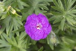 5dt38766 - Geranium sanguineum