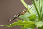 5dt38843 - Nephrotoma flavipalpis