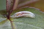 5dt38849 - Xanthandrus comtus