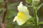 5dt38854 - Antirrhinum siculum