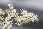 5dt38881 - Ligustrum sinense