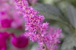 5dt38901 - Astilbe japonica